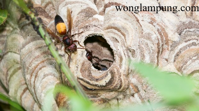 Obat Luka dari Sarang Tawon Tanah, Riset IPB